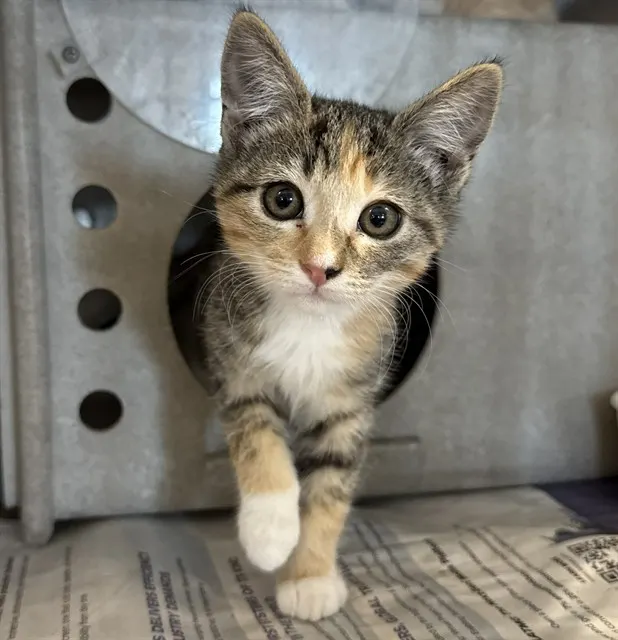 Bonita
