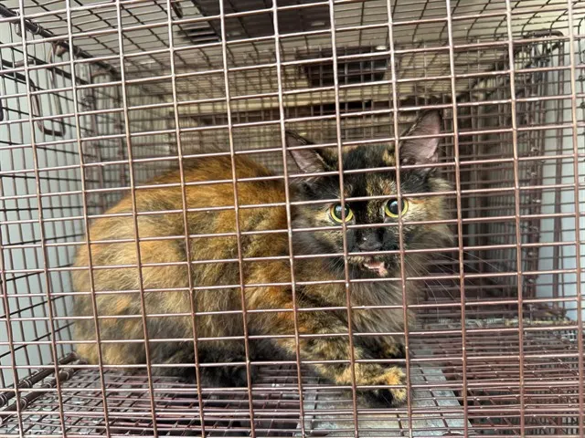 Adoptable Cat