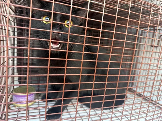Adoptable Cat
