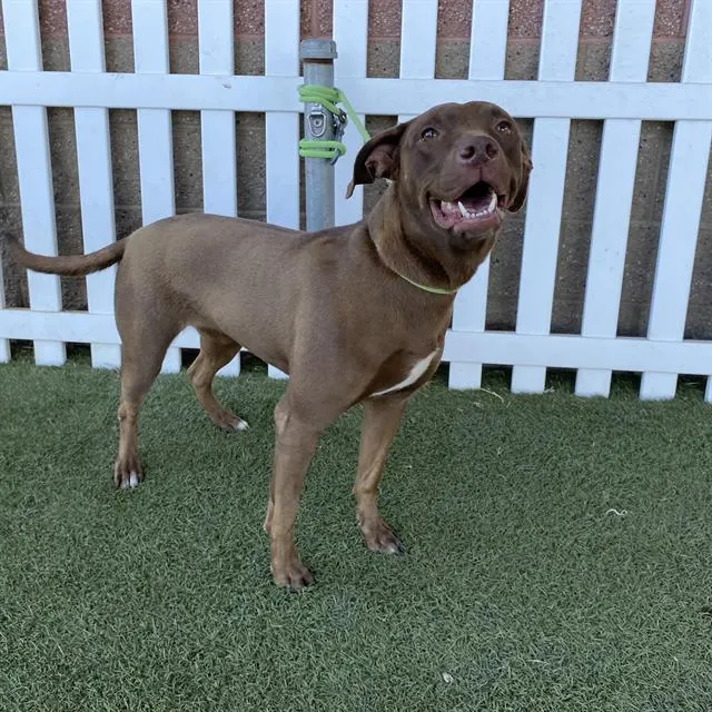Adoptable Dog