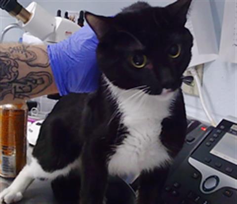 Adoptable Cat