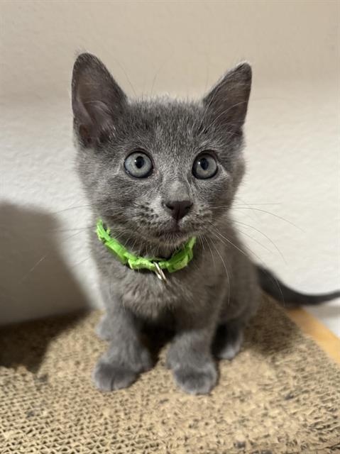 Sid