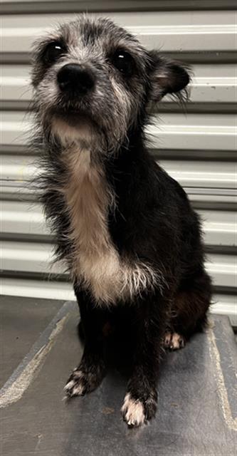 Bella