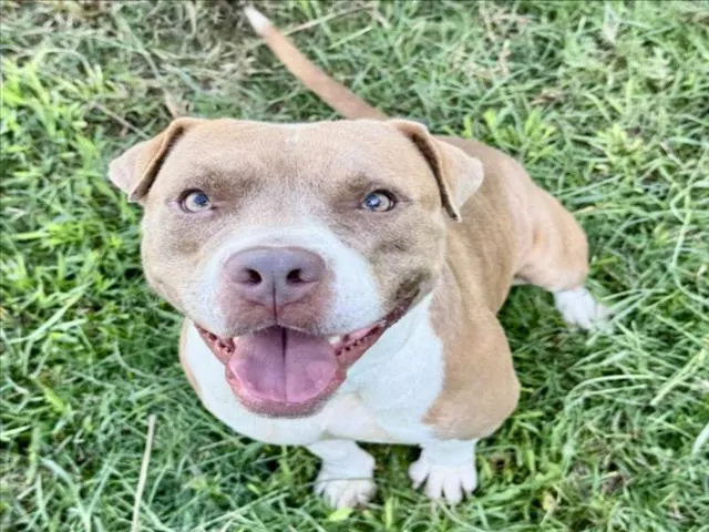 Delilah