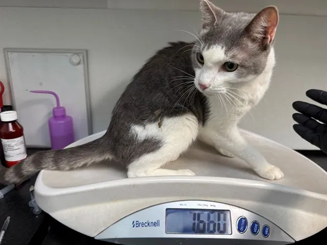 Ethel