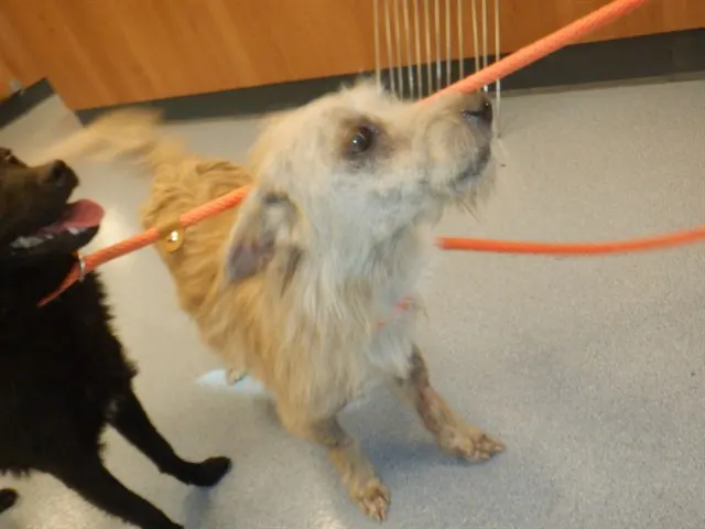 Adoptable Dog