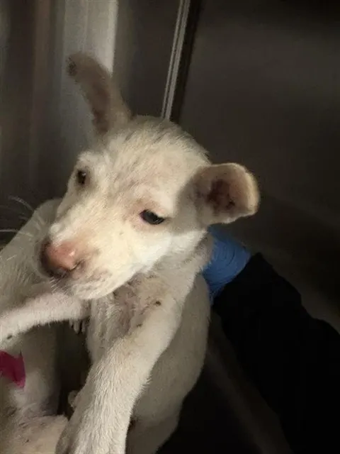 Adoptable Dog