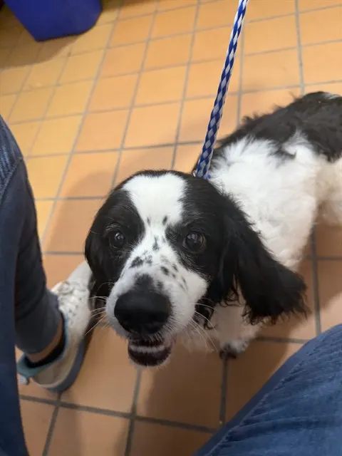 Adoptable Dog