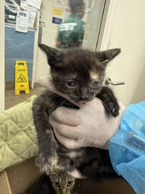 Adoptable Cat