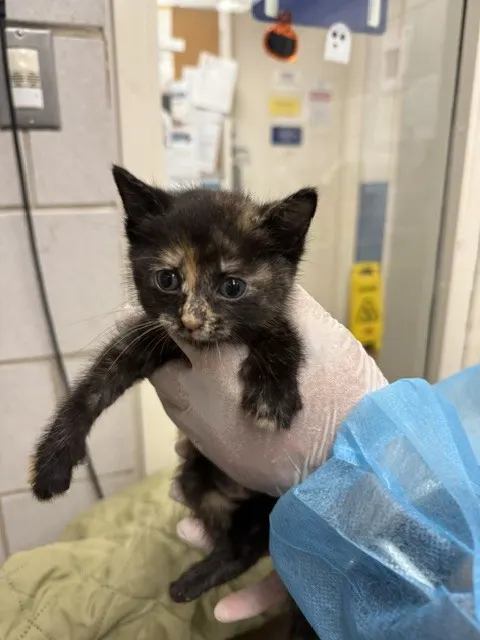 Adoptable Cat