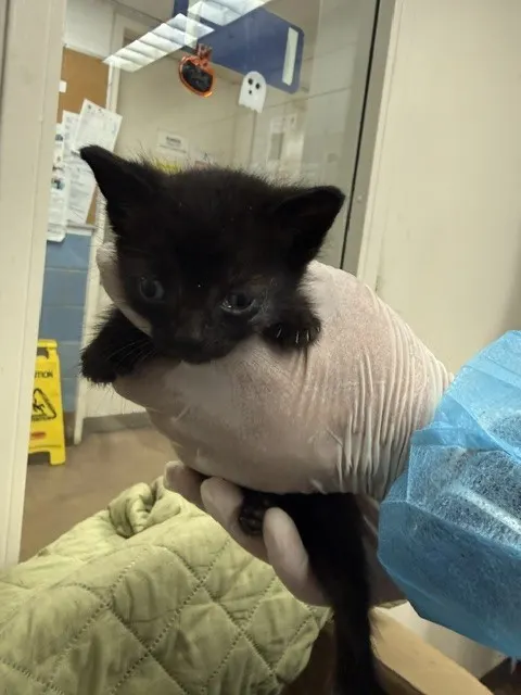 Adoptable Cat