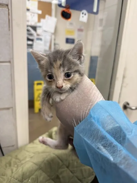 Adoptable Cat