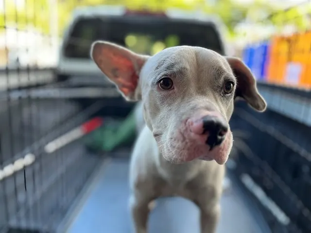 Kona