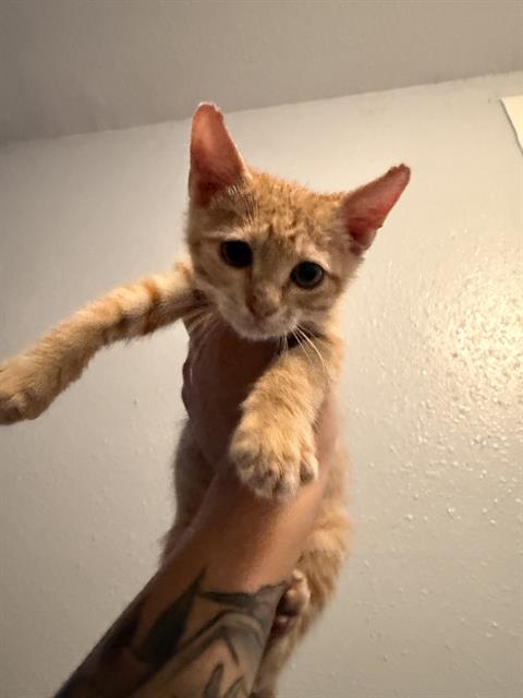 Max