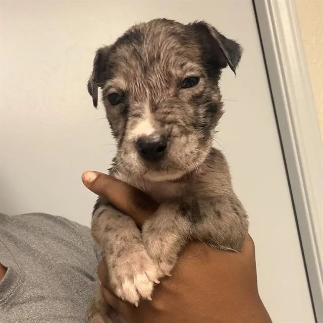Adoptable Dog