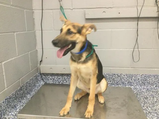 Adoptable Dog