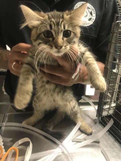 Adoptable Cat