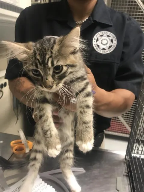 Adoptable Cat