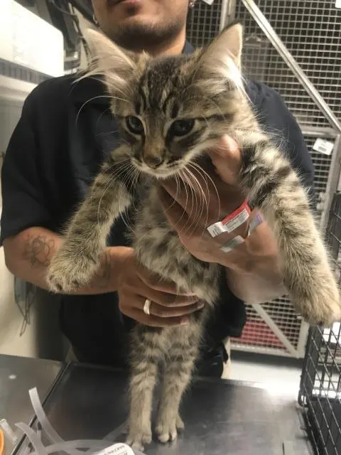 Adoptable Cat
