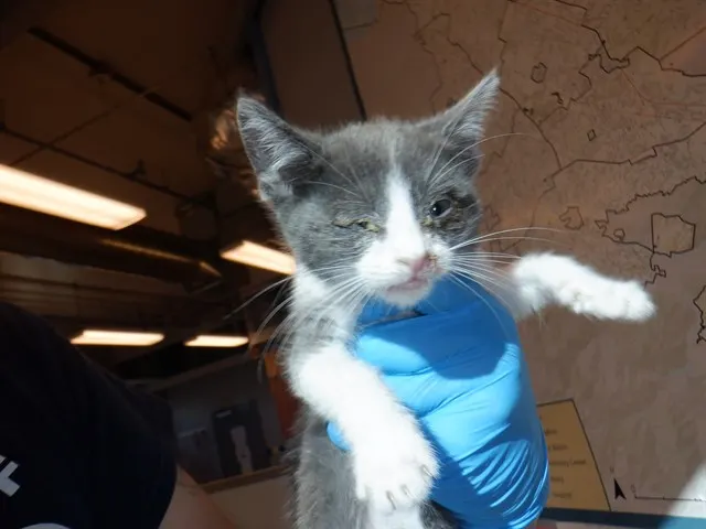 Adoptable Cat