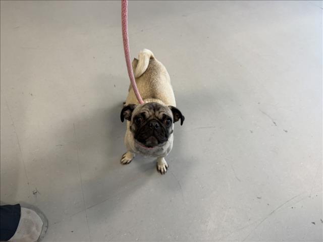 Adoptable Dog