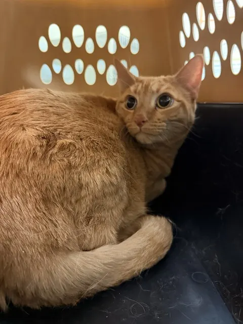 Archie