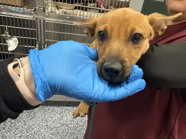 Adoptable Dog