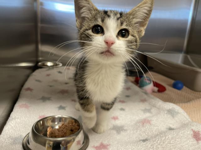 Adoptable Cat