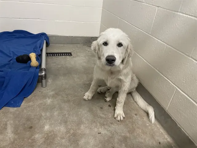 Adoptable Dog