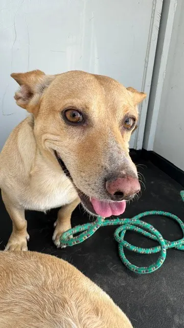 Adoptable Dog