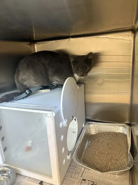 Adoptable Cat