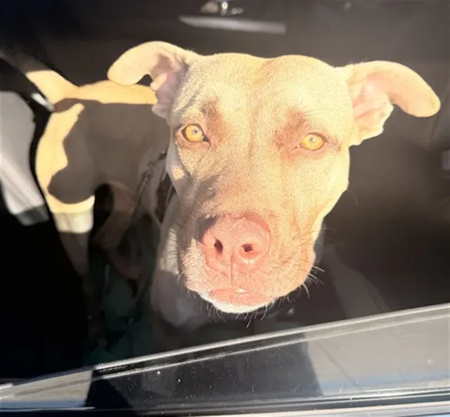 Adoptable Dog
