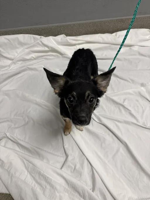 *Bonita
