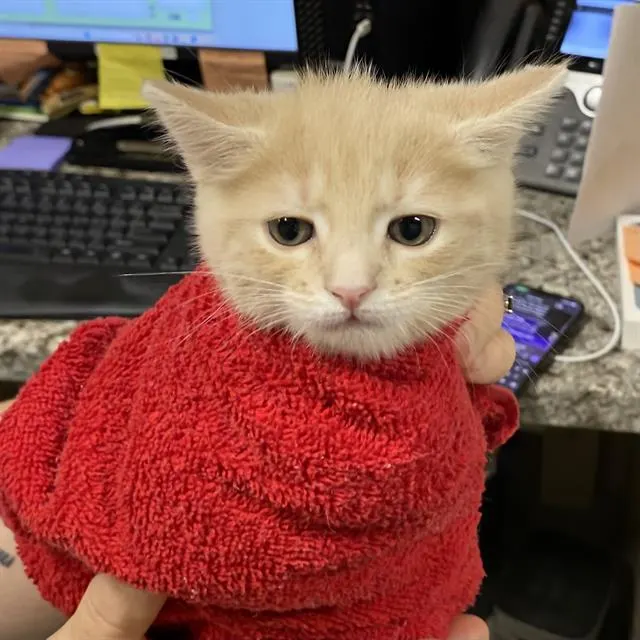 Adoptable Cat