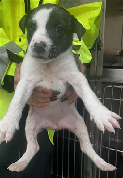 Pup2