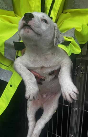 Pup5
