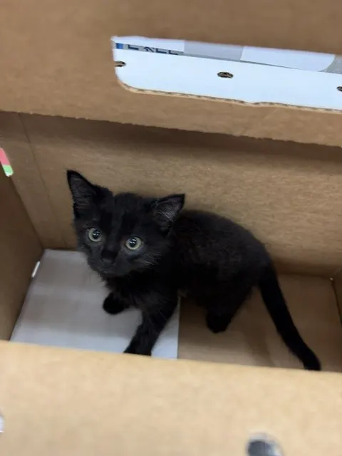 Adoptable Cat