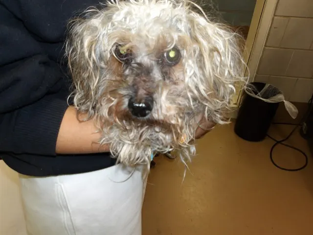 Adoptable Dog