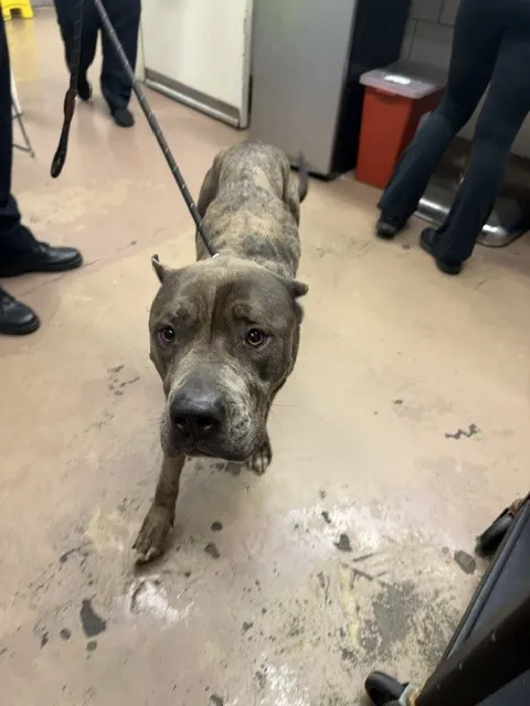 Adoptable Dog