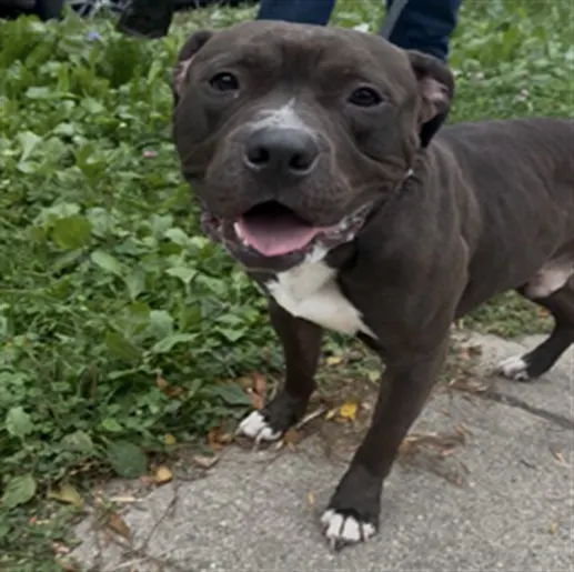 Adoptable Dog