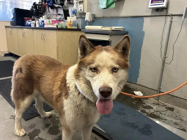 Adoptable Dog
