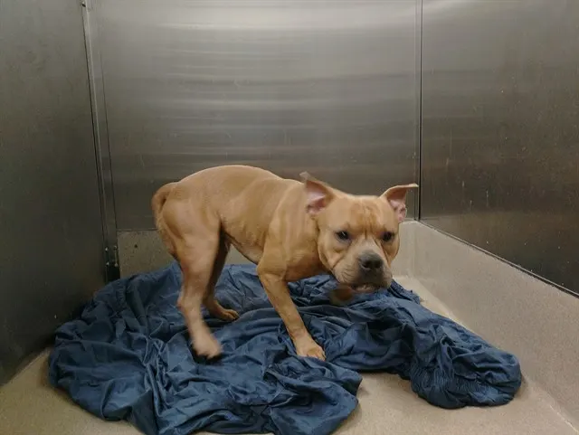 Adoptable Dog