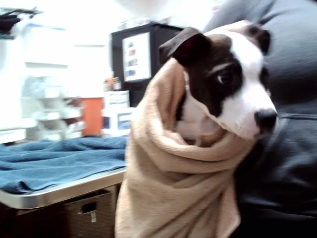 Adoptable Dog