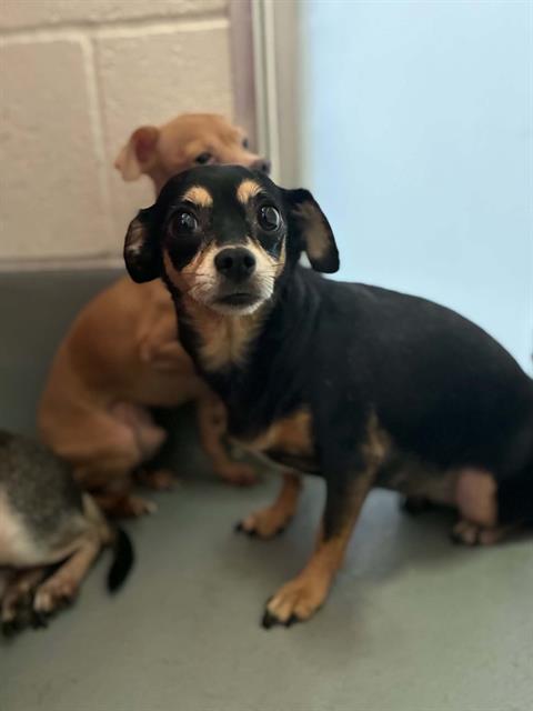 Adoptable Dog