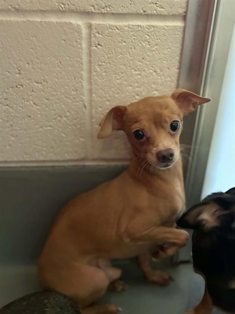 Adoptable Dog