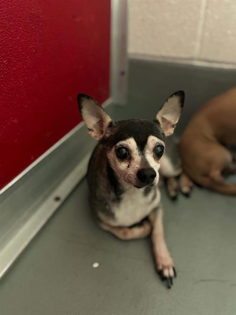 Adoptable Dog
