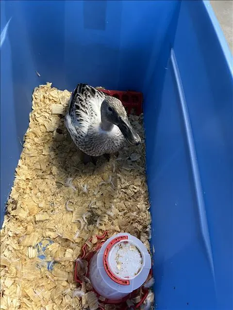 Quaker