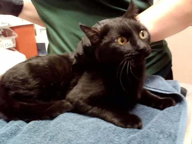 Adoptable Cat