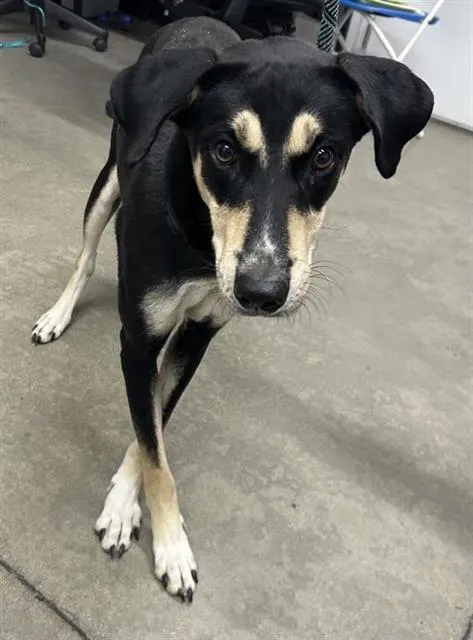 Adoptable Dog