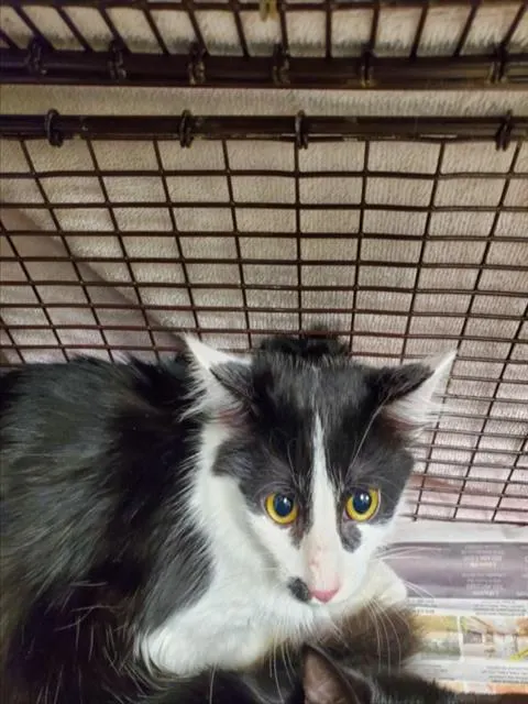 Cruella